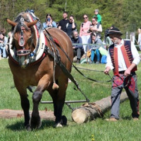 Tisíce návštěvníků obdivovalo o víkendu sílu a um tažných koní na akci Brdská lesní bitva